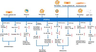 Protein tyrosine phosphatase non-receptor type 2 as the therapeutic target of atherosclerotic diseases: past, present and future